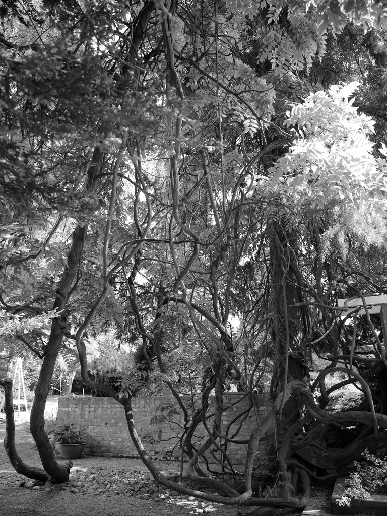 Branches against a wall