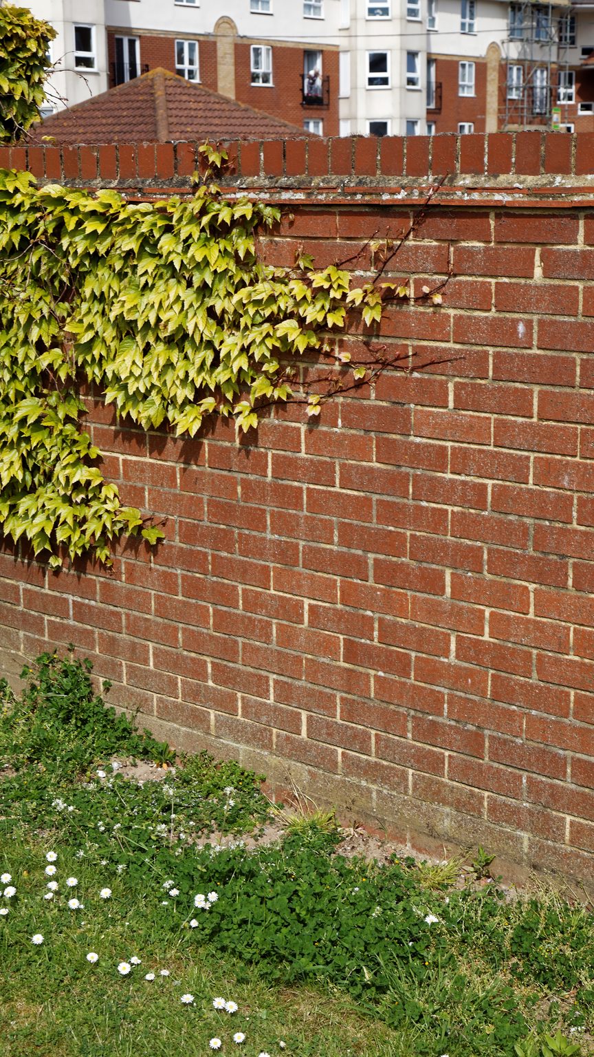 Ivy on a brick wall