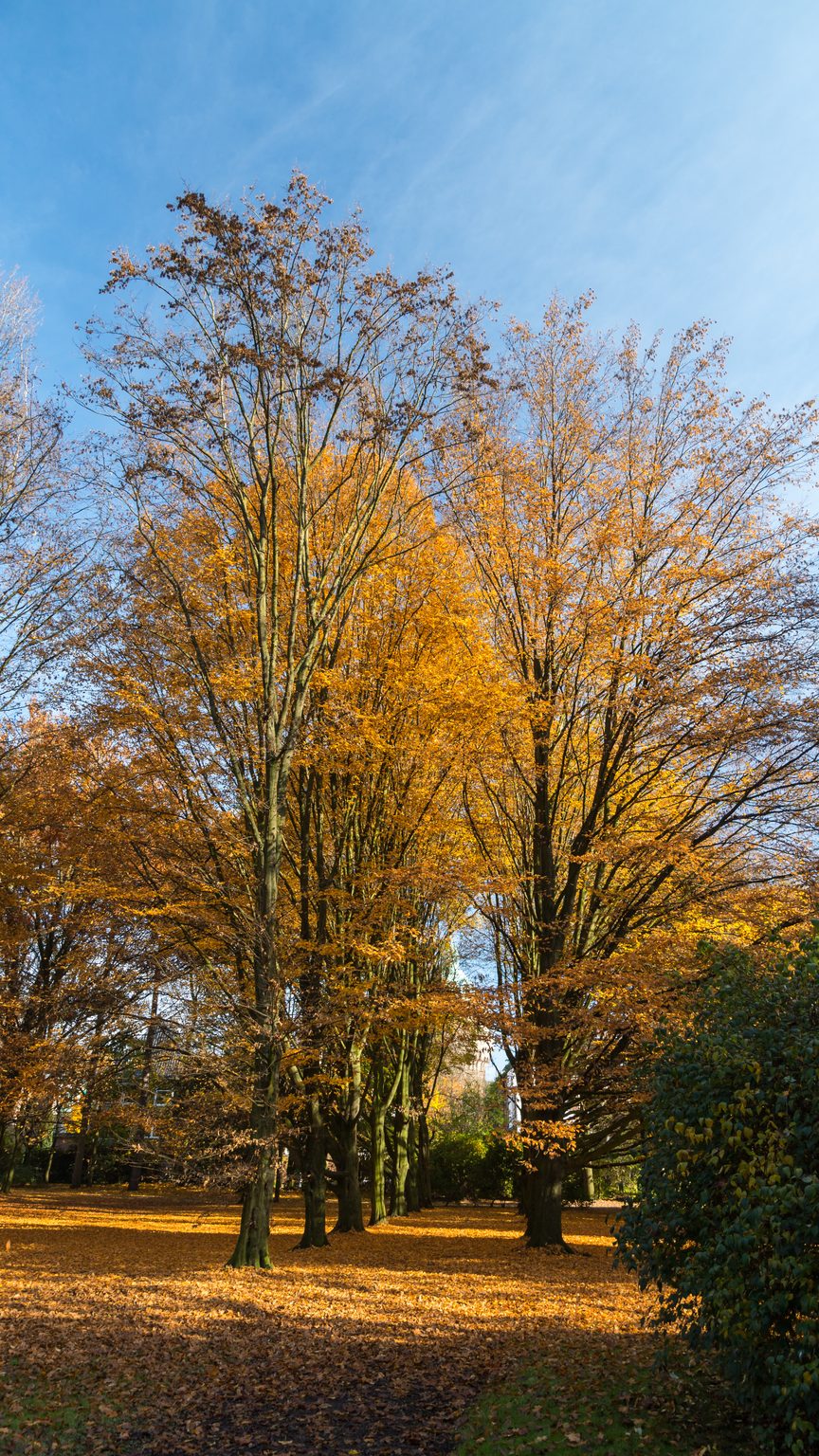 Autumn trees in a park